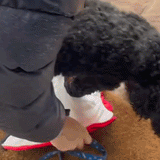 PupGuard — demonstratie 1